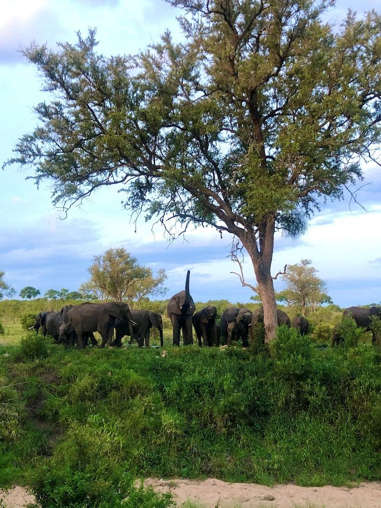 Hoyo Hoyo Safari Lodge Mluwati Concession Luaran gambar